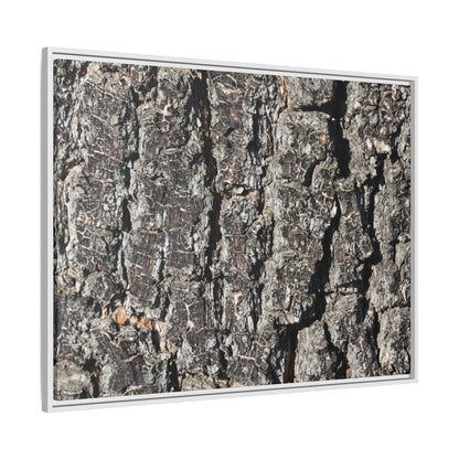 Bark Study in Gray - Unique Stretched Canvas Wall Art
