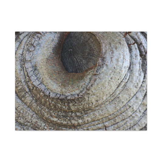 Bark's Eye - Unique Frameless Canvas Wall Art