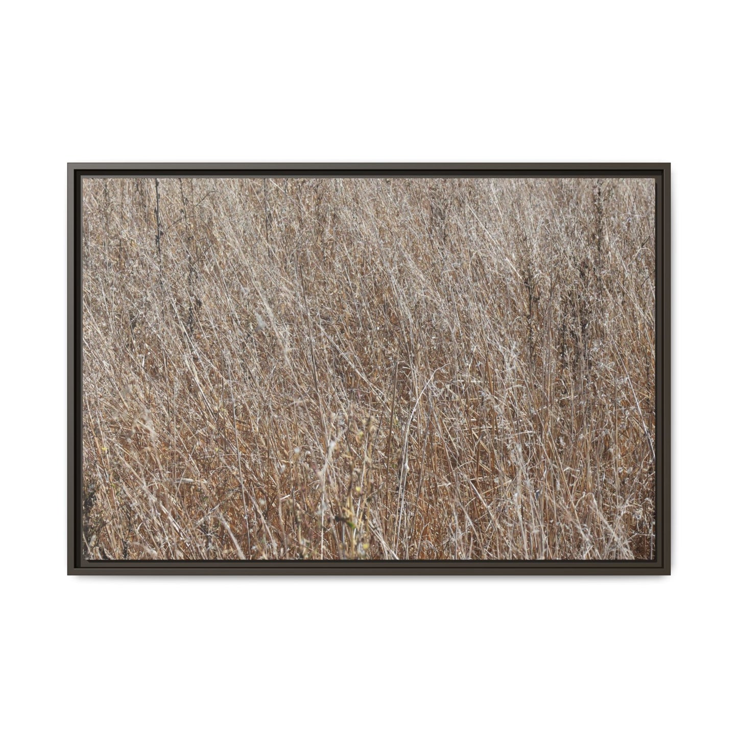 Dry Grass Symphony - Unique Stretched Canvas Wall Art - Art By Earth