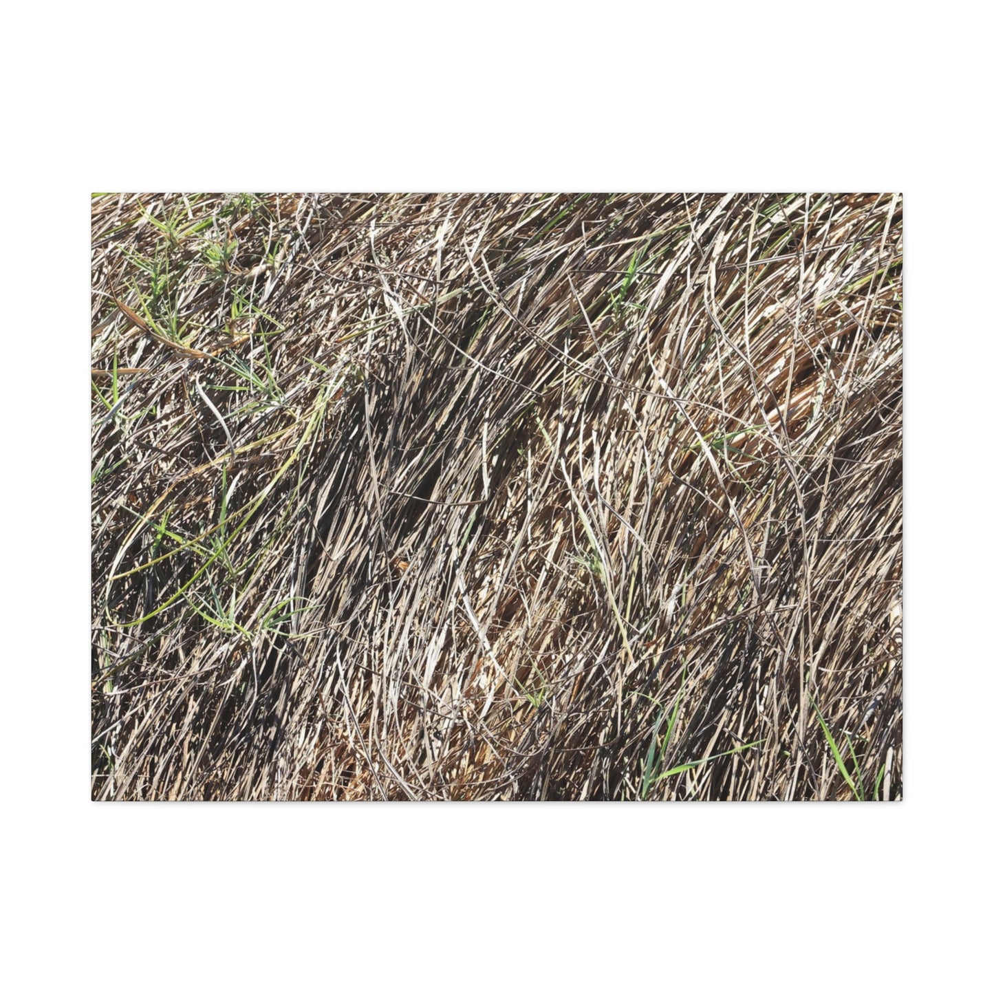 Tangled Wilderness - Unique Stretched Canvas Wall Art - Art By Earth