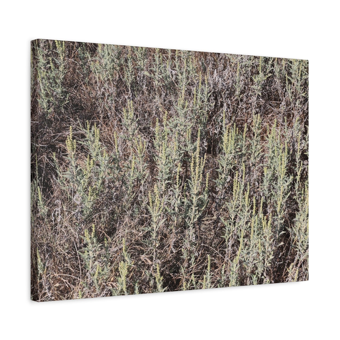 Whispers in the Sage - Unique Stretched Canvas Wall Art - Art By Earth