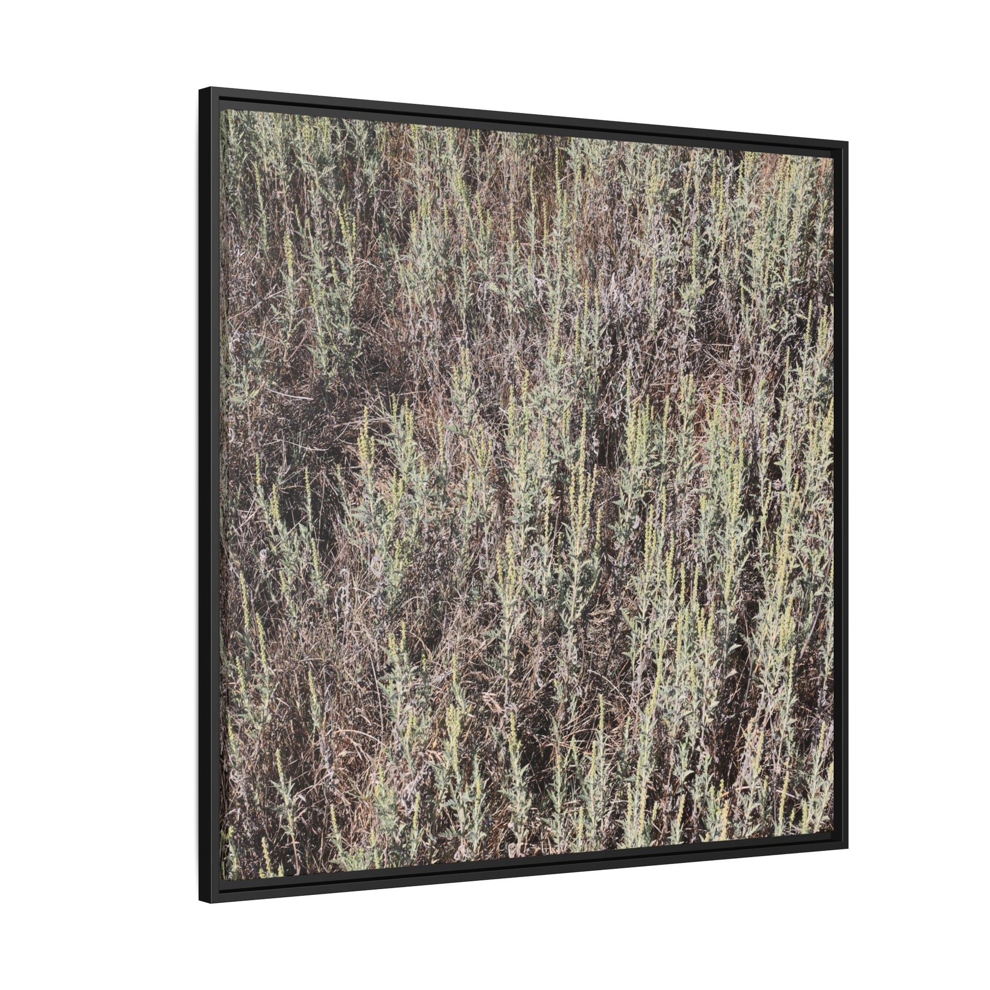 Sage Fields Forever - Unique Stretched Canvas Wall Art - Art By Earth