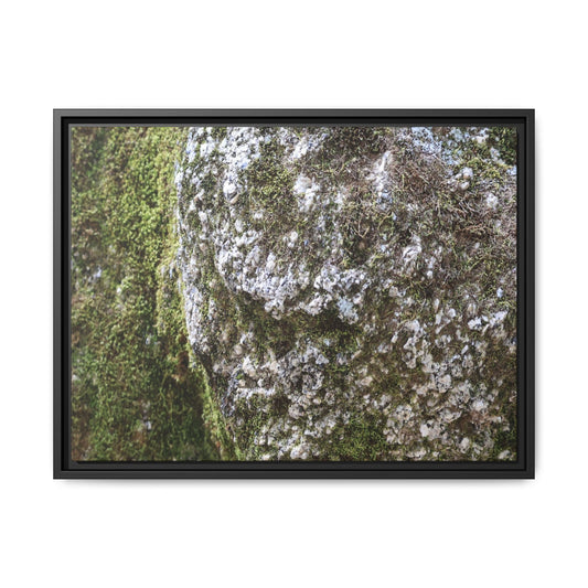 Lichen Landscape - Unique Stretched Canvas Wall Art