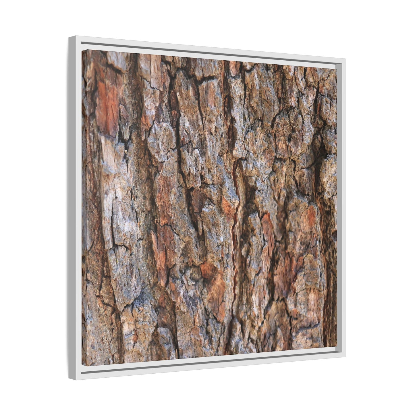 Tree's Timeworn Tale - Unique Stretched Canvas Wall Art
