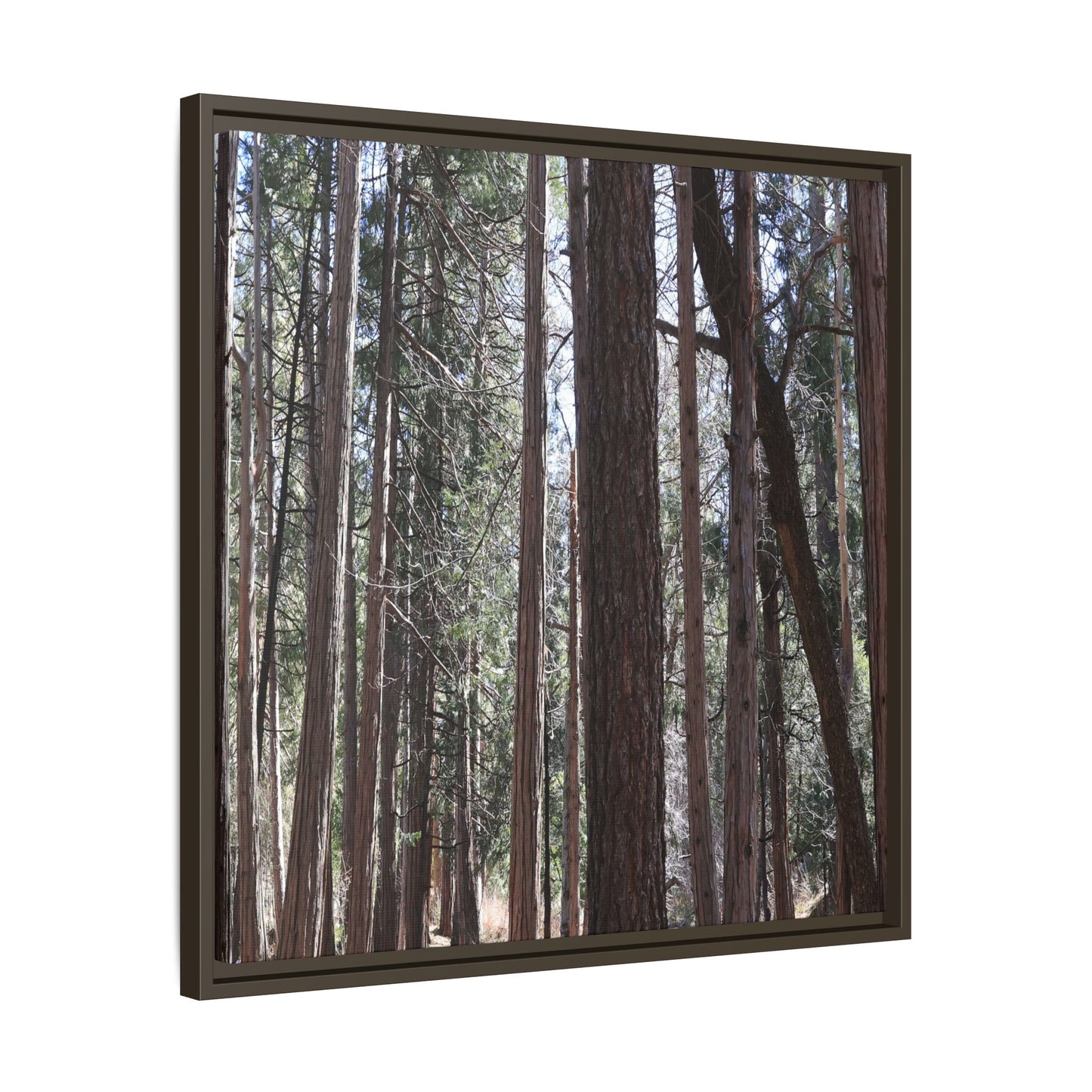Forest Cathedral - Unique Stretched Canvas Wall Art