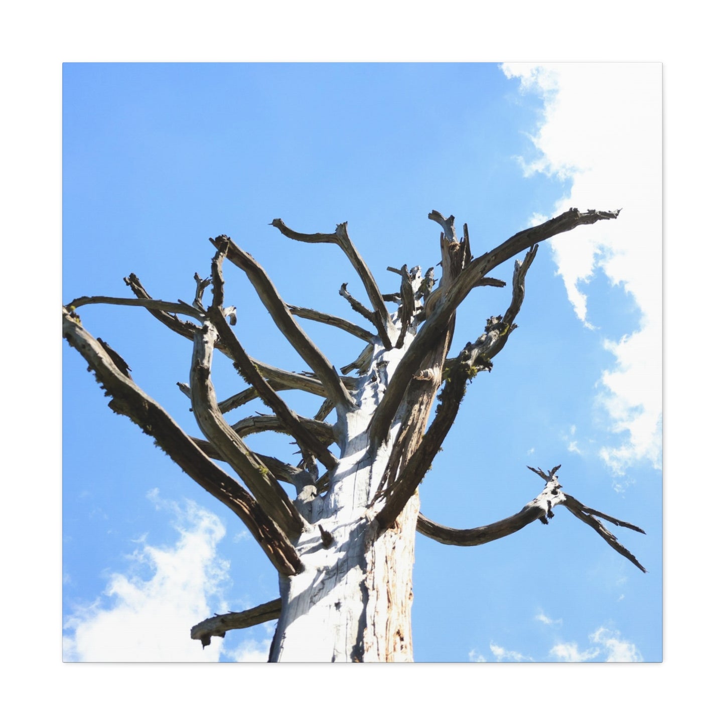 Skeletal Branches Reaching - Unique Frameless Canvas Wall Art