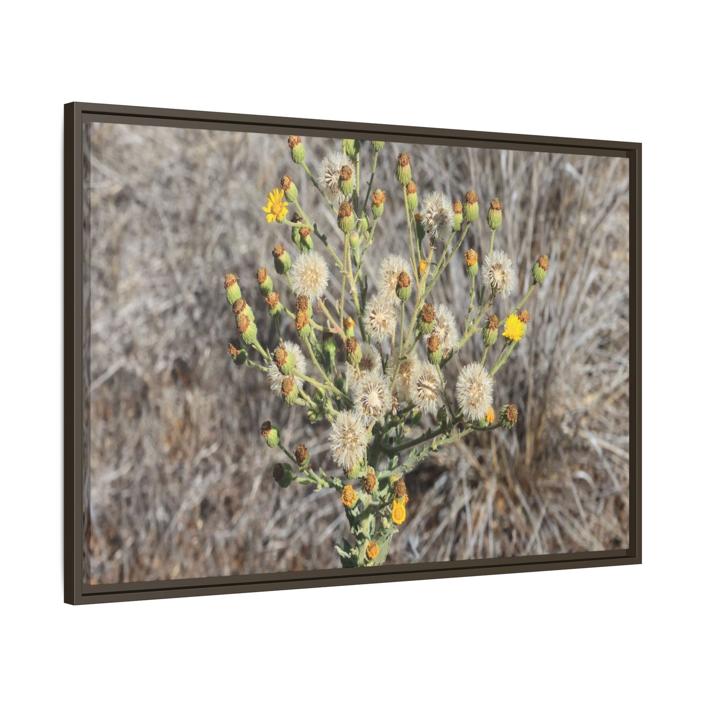 Whispers of the Dry Grass - Unique Stretched Canvas Wall Art - Art By Earth