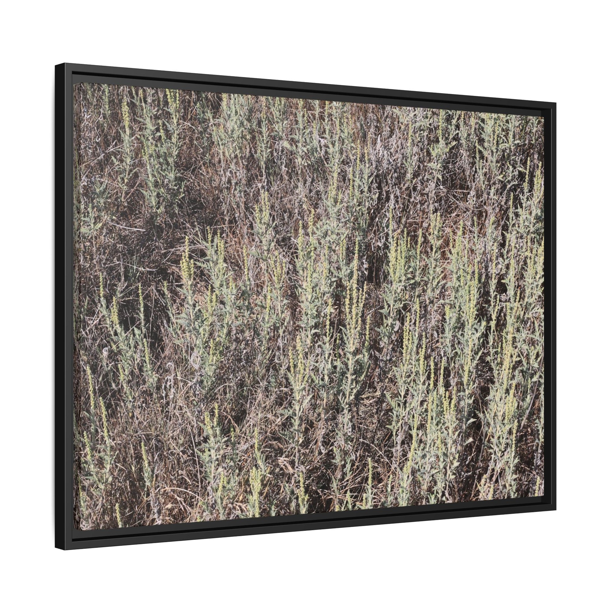 Sage Fields Forever - Unique Stretched Canvas Wall Art - Art By Earth