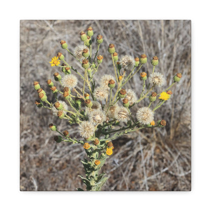 Whispers of the Dry Meadow - Unique Stretched Canvas Wall Art - Art By Earth