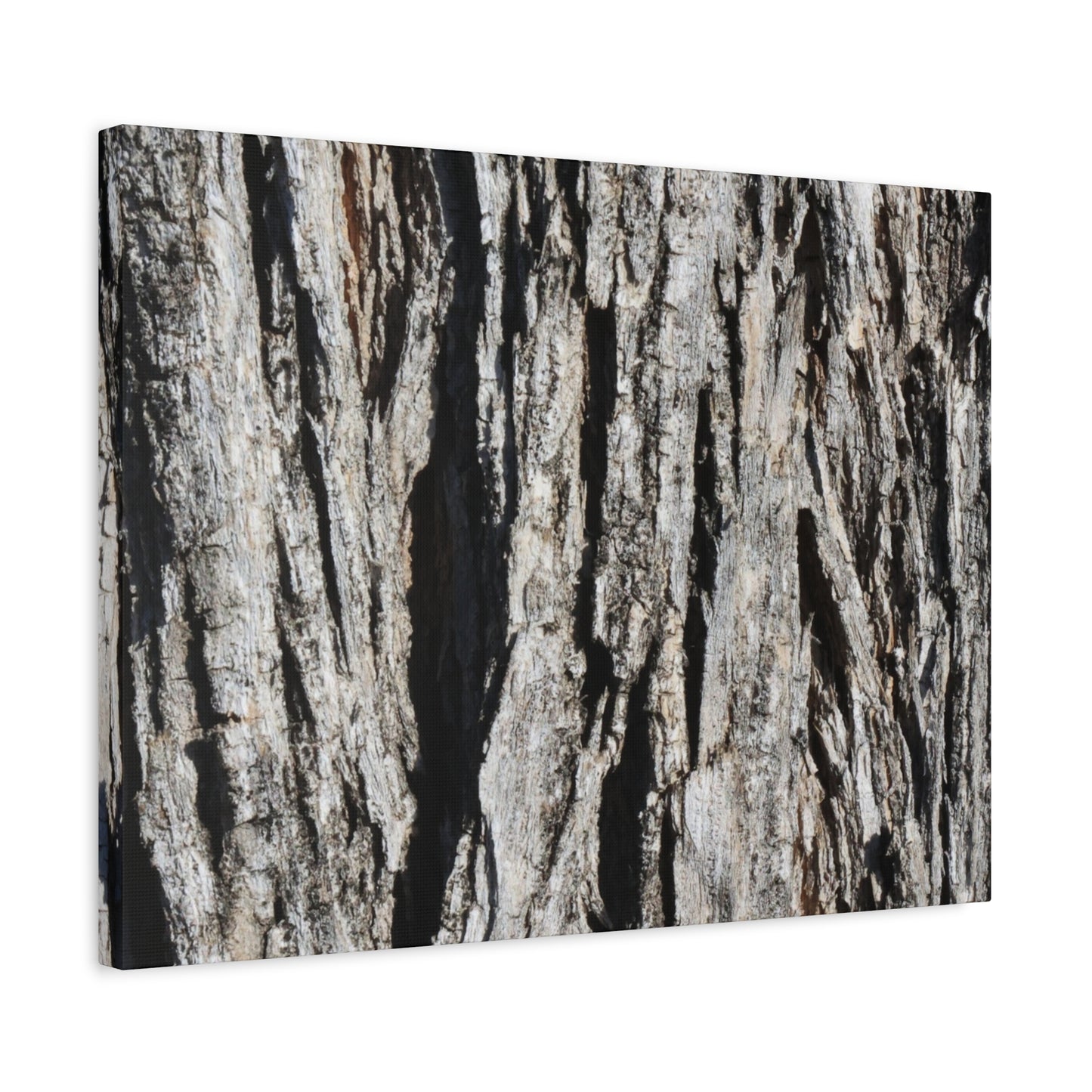 Bark Textures in Monochrome - Unique Frameless Canvas Wall Art