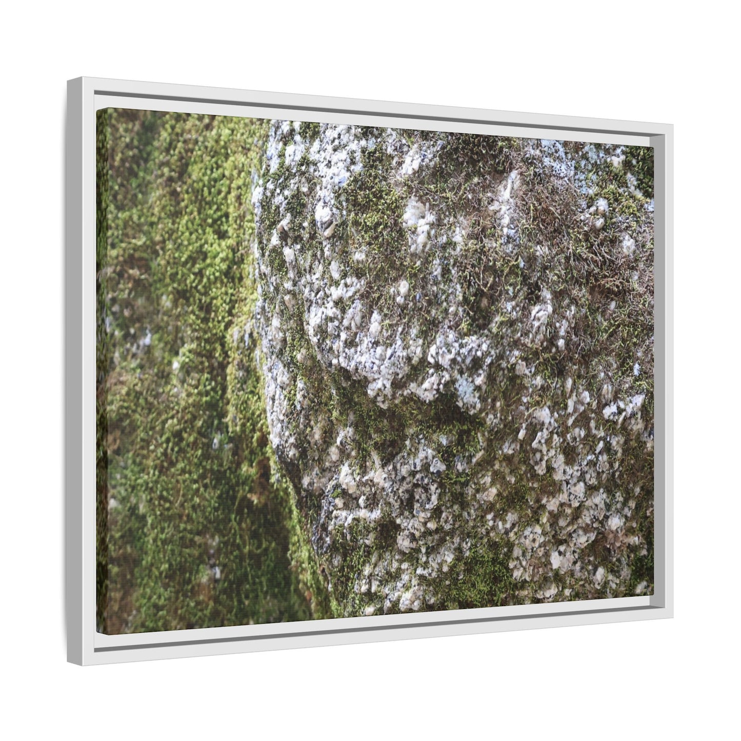 Lichen Landscape - Unique Stretched Canvas Wall Art