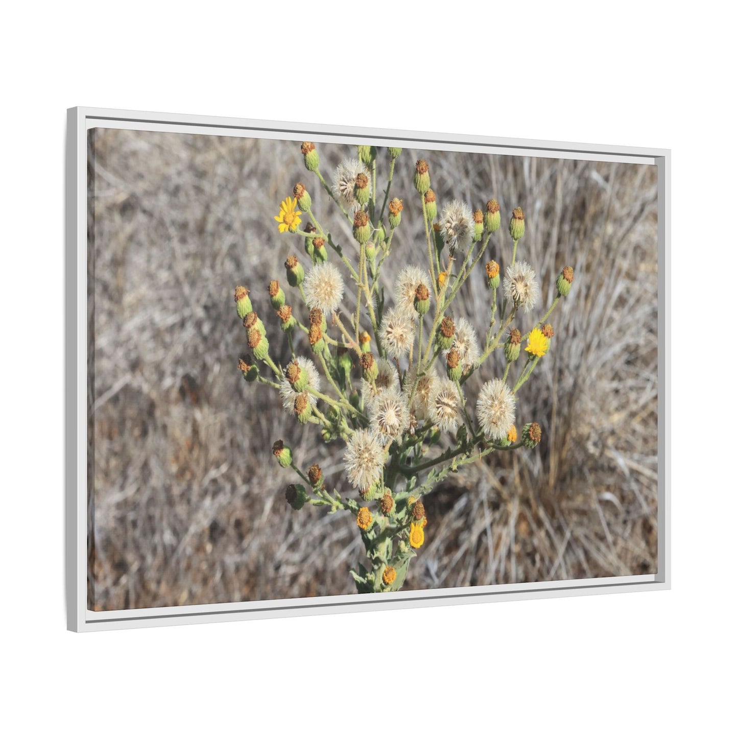Whispers of the Dry Grass - Unique Stretched Canvas Wall Art - Art By Earth