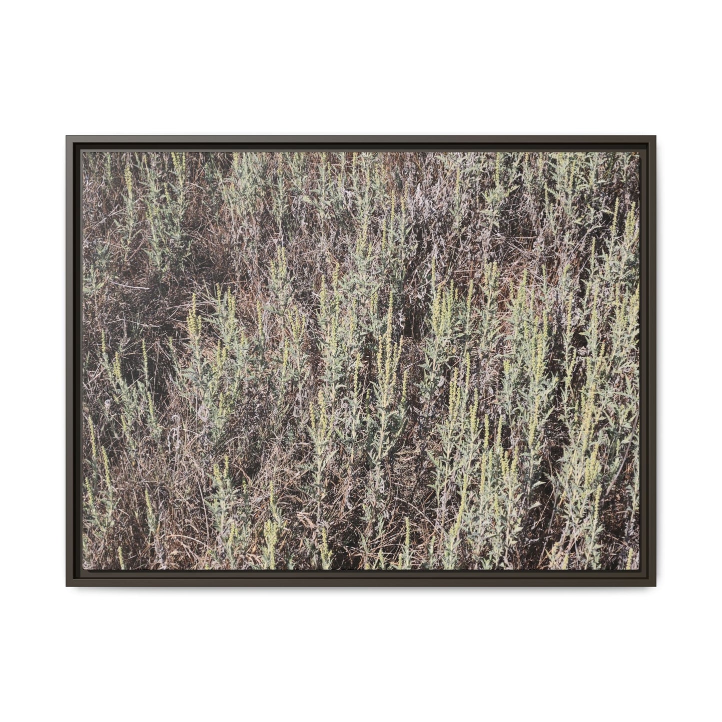 Sage Fields Forever - Unique Stretched Canvas Wall Art - Art By Earth