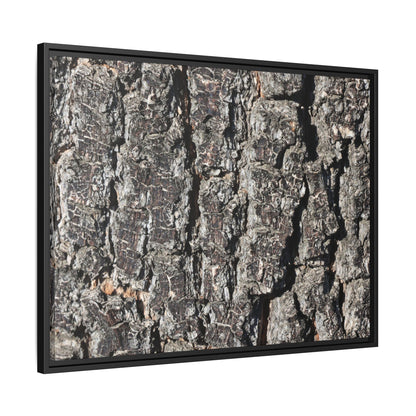 Bark Study in Gray - Unique Stretched Canvas Wall Art