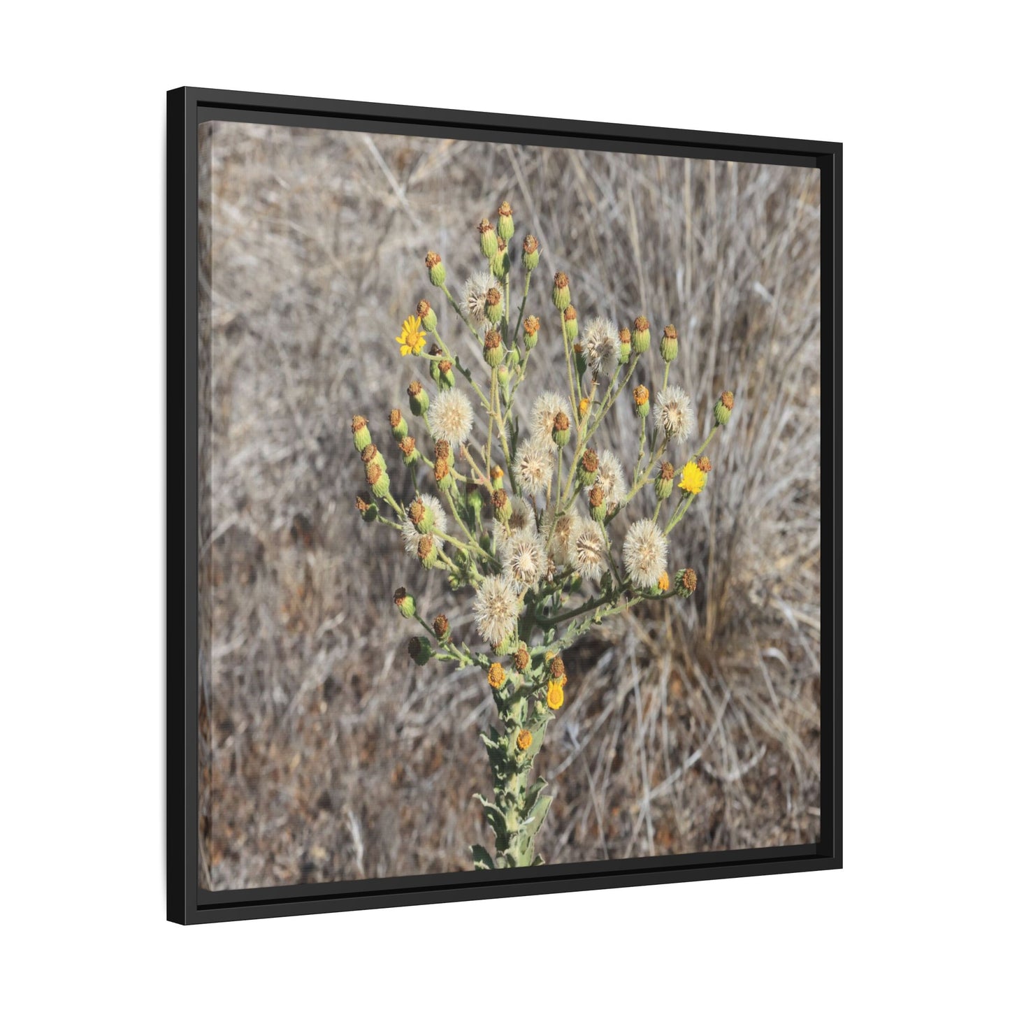 Whispers of the Dry Grass - Unique Stretched Canvas Wall Art - Art By Earth