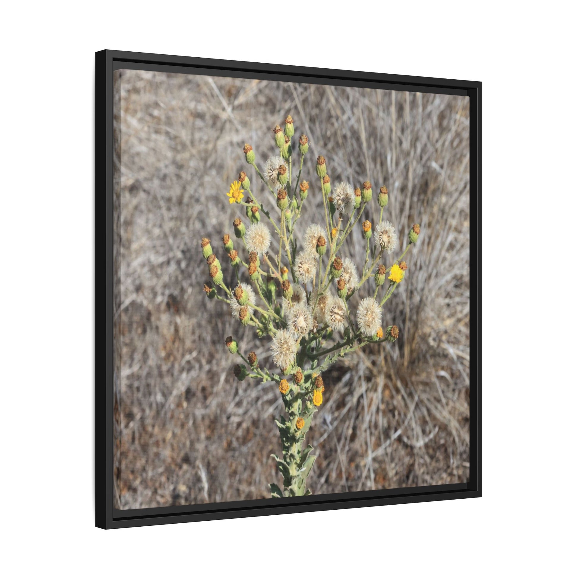 Whispers of the Dry Grass - Unique Stretched Canvas Wall Art - Art By Earth