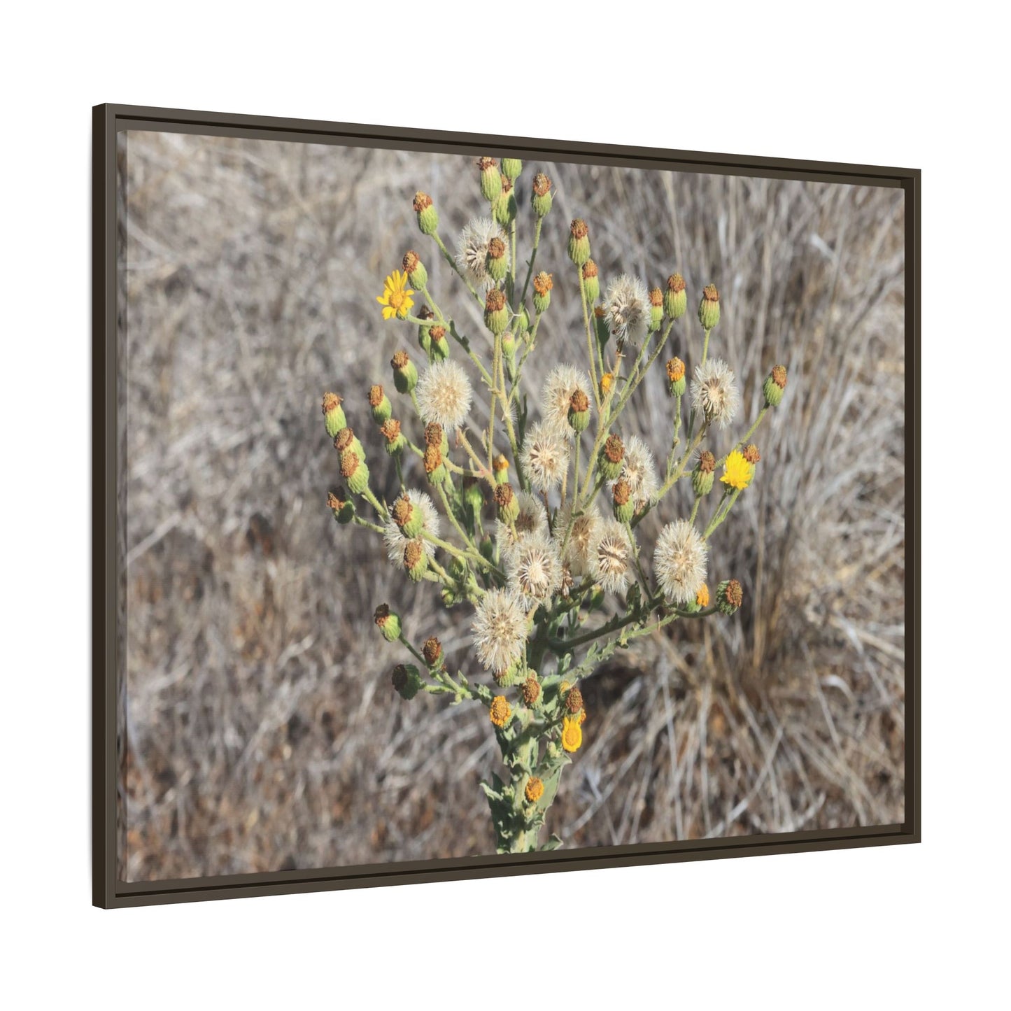 Whispers of the Dry Grass - Unique Stretched Canvas Wall Art - Art By Earth