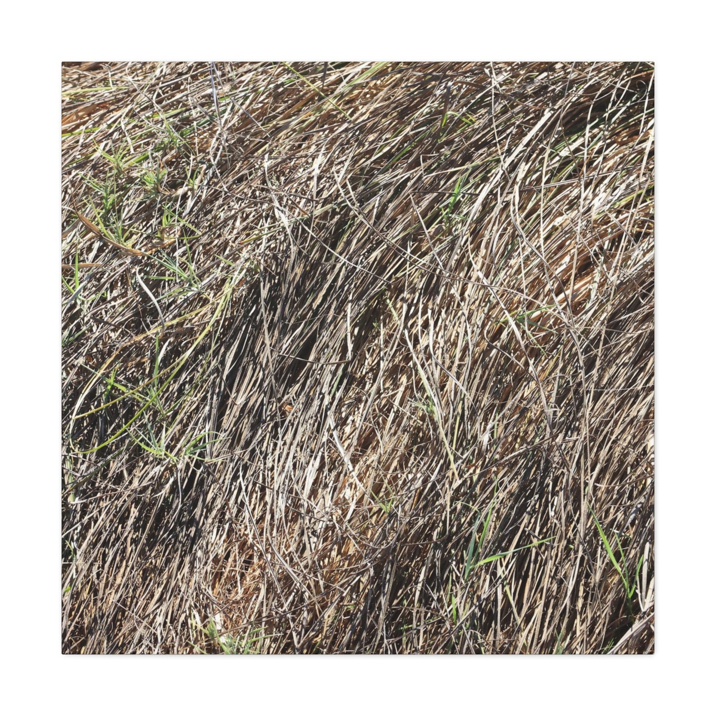 Tangled Wilderness - Unique Stretched Canvas Wall Art - Art By Earth