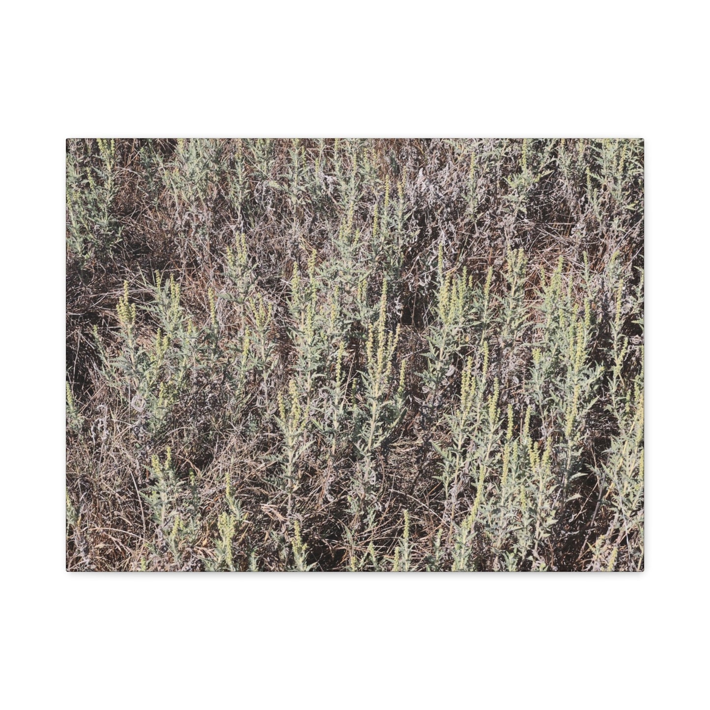 Whispers in the Sage - Unique Stretched Canvas Wall Art - Art By Earth