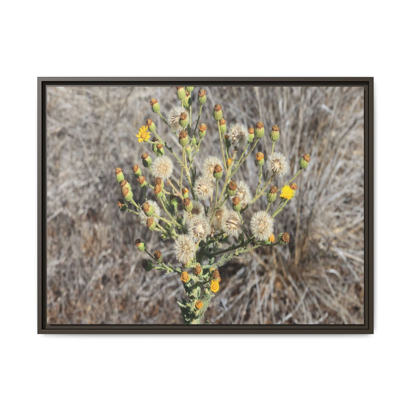Whispers of the Dry Grass - Unique Stretched Canvas Wall Art - Art By Earth