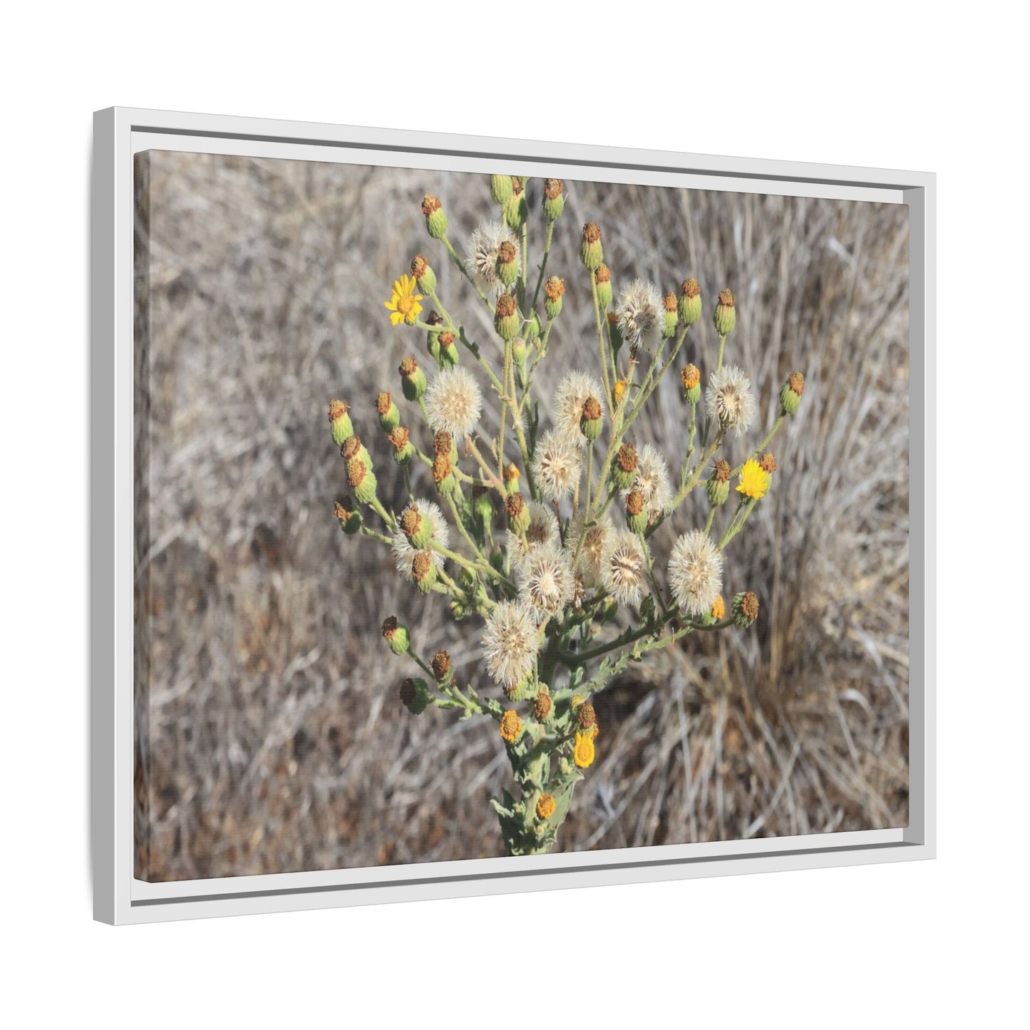Whispers of the Dry Grass - Unique Stretched Canvas Wall Art - Art By Earth