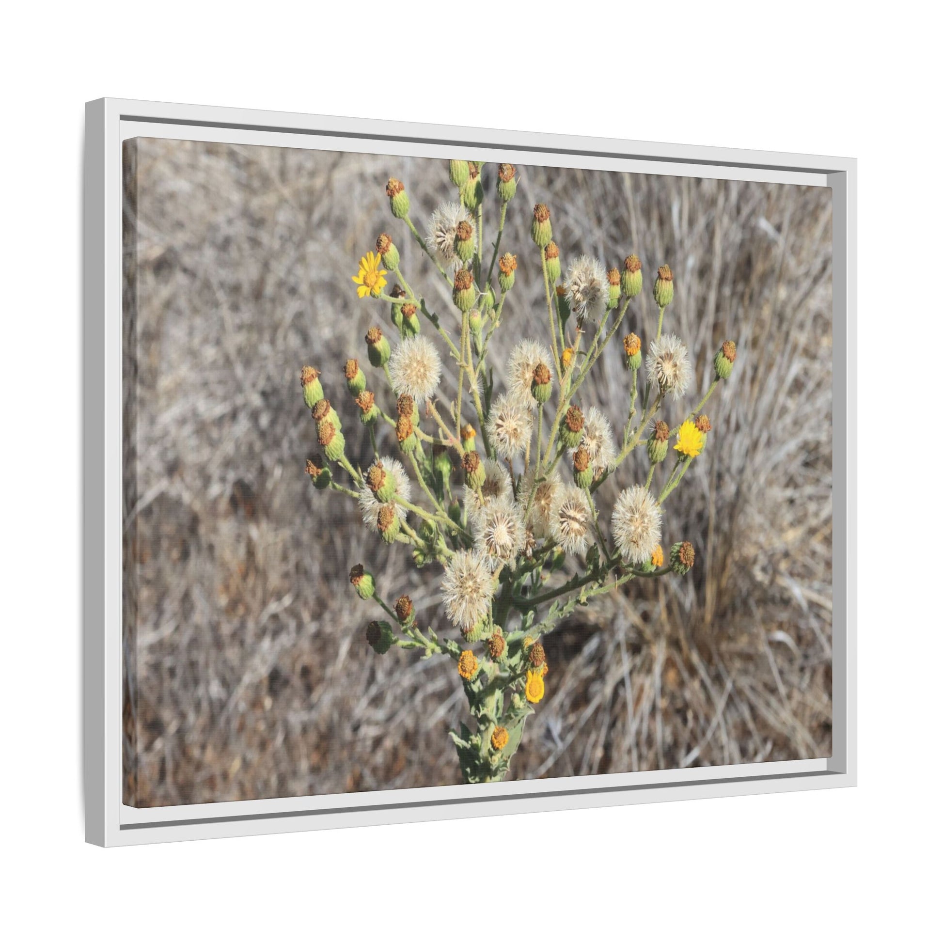 Whispers of the Dry Grass - Unique Stretched Canvas Wall Art - Art By Earth
