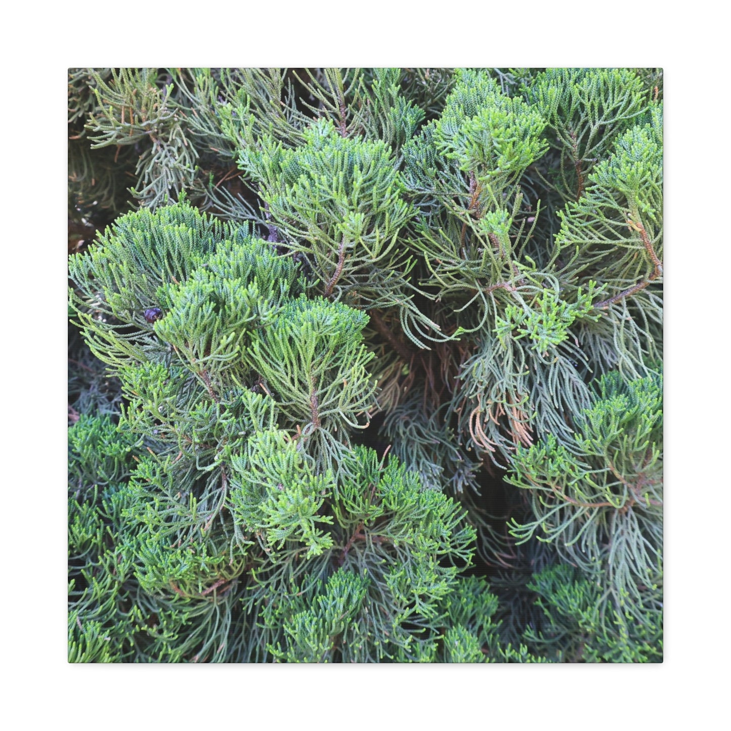 Green Labyrinth - Unique Frameless Canvas Wall Art