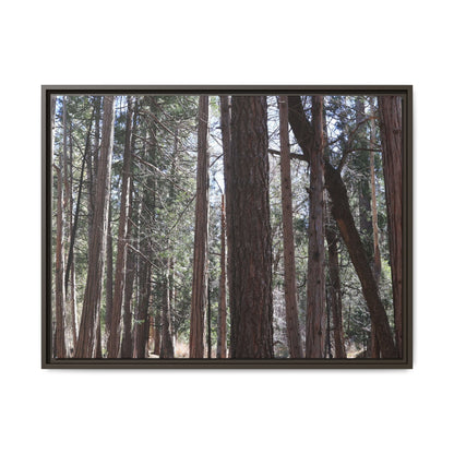Forest Cathedral - Unique Stretched Canvas Wall Art