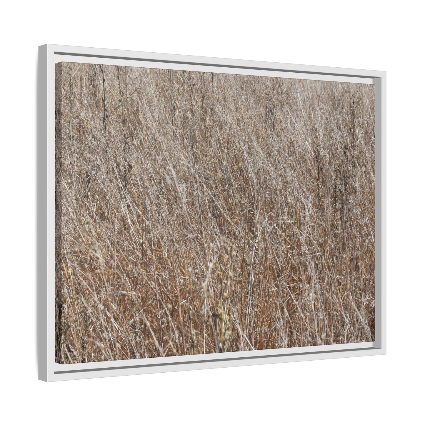 Dry Grass Symphony - Unique Stretched Canvas Wall Art - Art By Earth