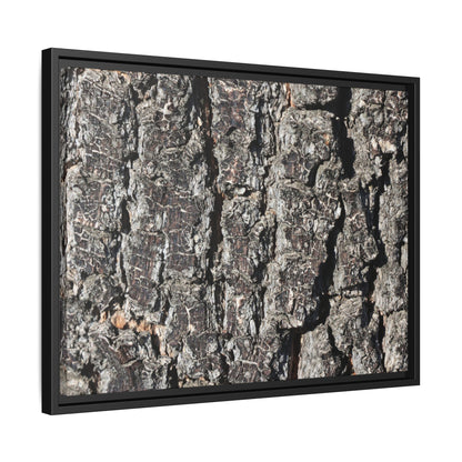 Bark Study in Gray - Unique Stretched Canvas Wall Art
