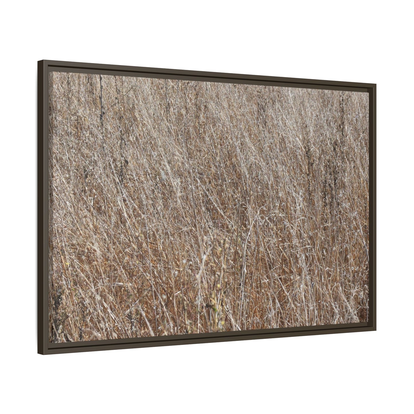 Dry Grass Symphony - Unique Stretched Canvas Wall Art - Art By Earth