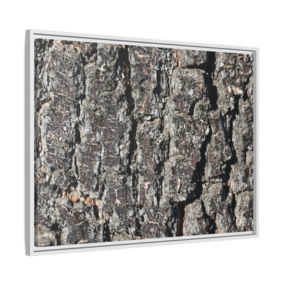 Bark Study in Gray - Unique Stretched Canvas Wall Art