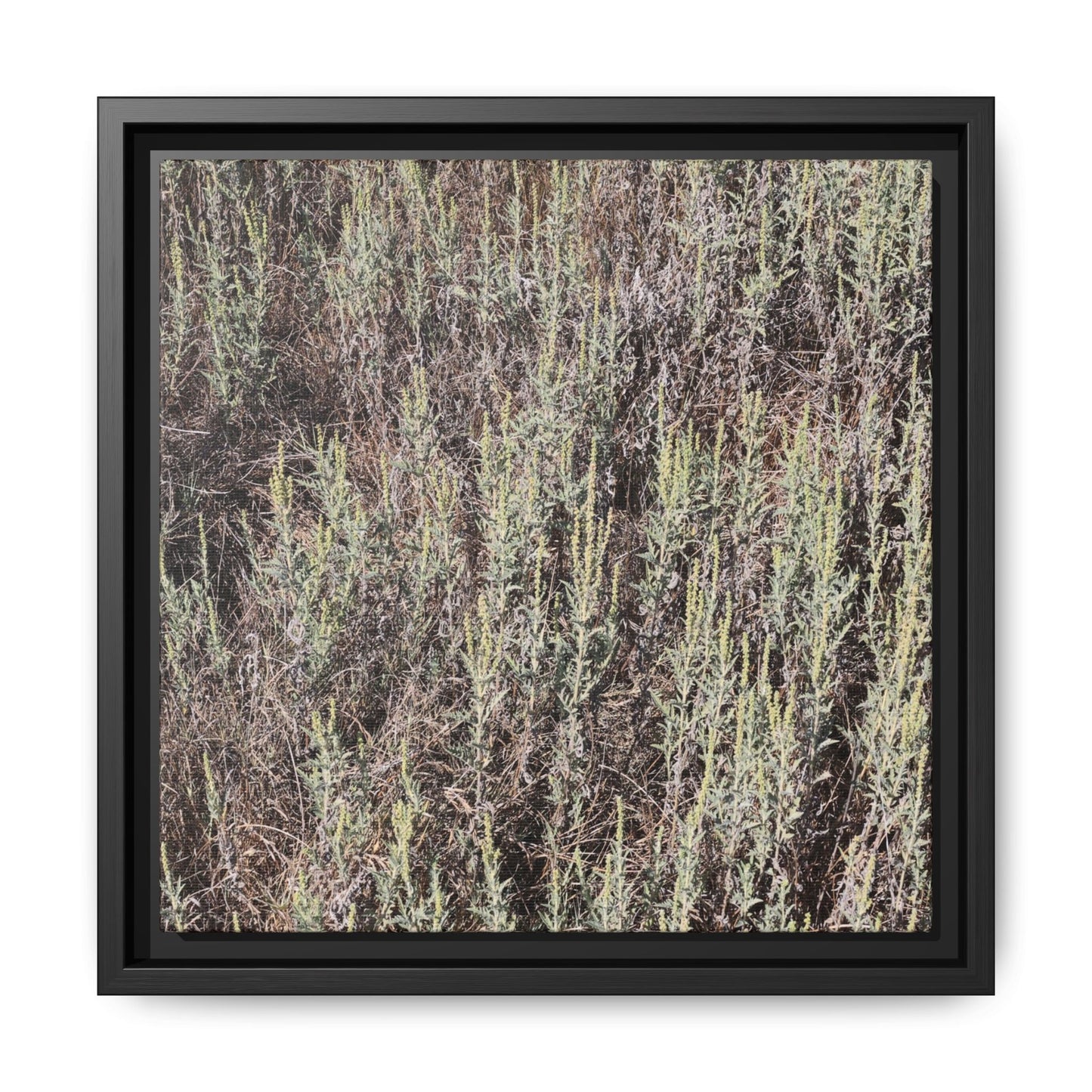 Sage Fields Forever - Unique Stretched Canvas Wall Art - Art By Earth