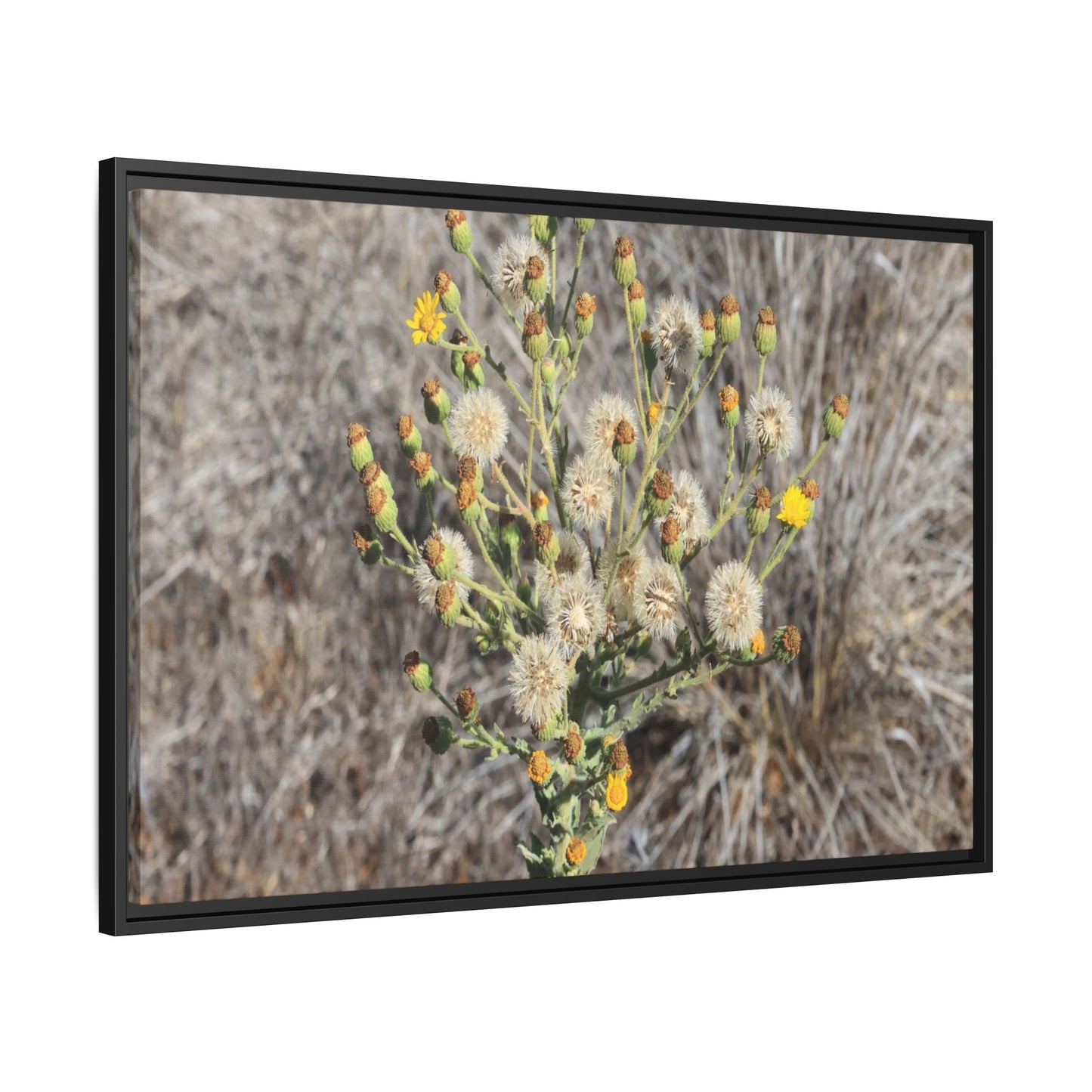 Whispers of the Dry Grass - Unique Stretched Canvas Wall Art - Art By Earth