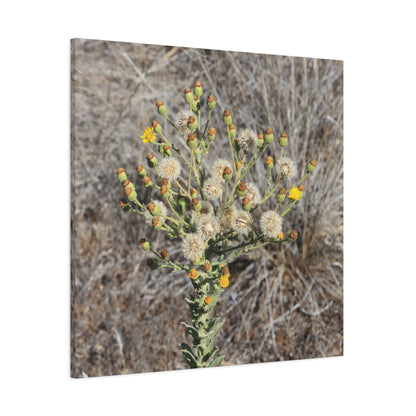 Whispers of the Dry Meadow - Unique Stretched Canvas Wall Art - Art By Earth