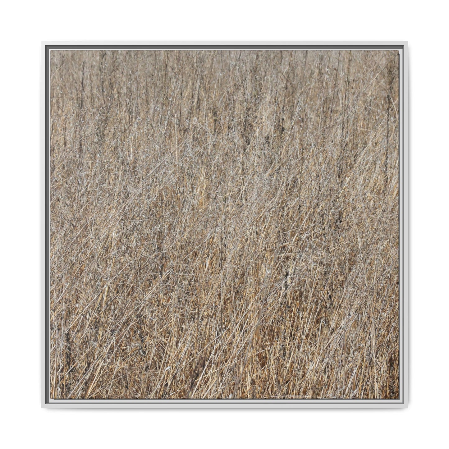 Whispers of Straw - Unique Stretched Canvas Wall Art - Art By Earth