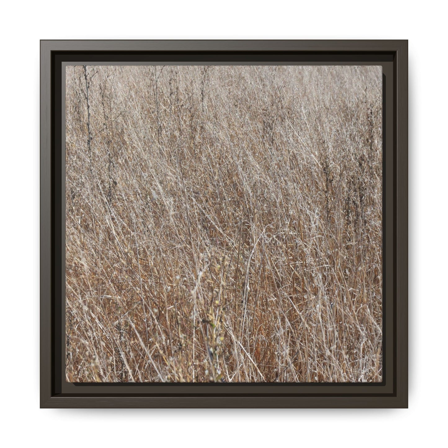 Dry Grass Symphony - Unique Stretched Canvas Wall Art - Art By Earth