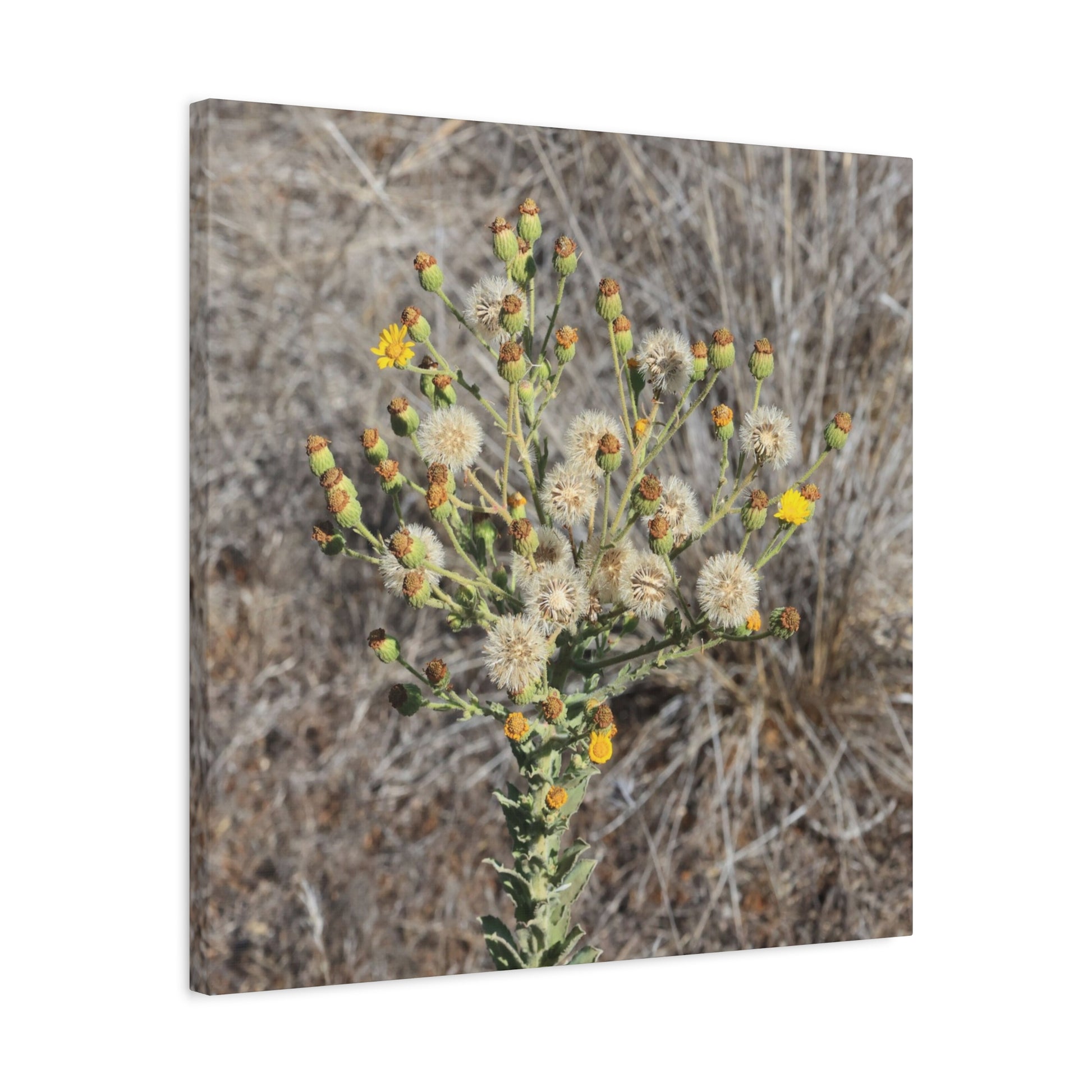 Whispers of the Dry Meadow - Unique Stretched Canvas Wall Art - Art By Earth