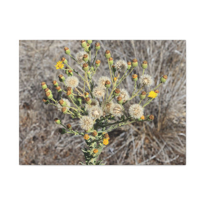 Whispers of the Dry Meadow - Unique Stretched Canvas Wall Art - Art By Earth