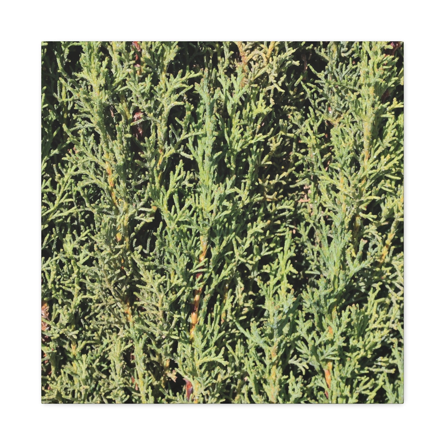 Emerald Tapestry - Unique Frameless Canvas Wall Art - Art By Earth