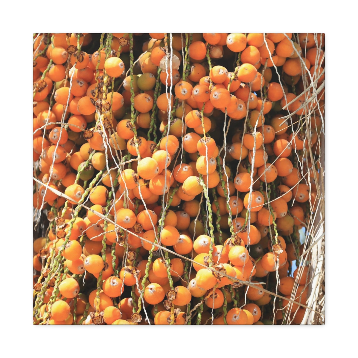 Orange Harvest - Unique Frameless Canvas Wall Art