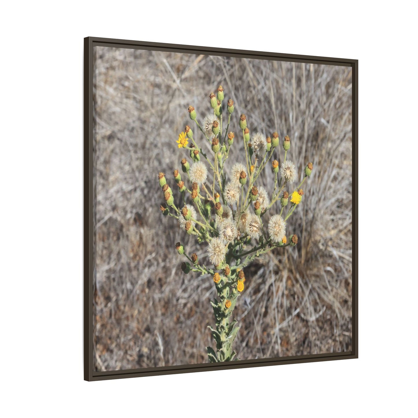 Whispers of the Dry Grass - Unique Stretched Canvas Wall Art - Art By Earth