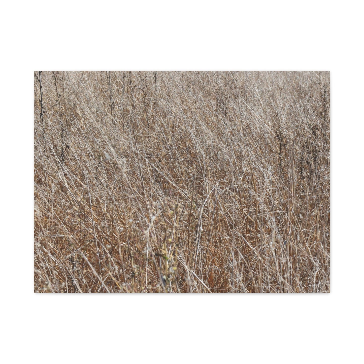 Whispers of Autumn - Unique Frameless Canvas Wall Art - Art By Earth