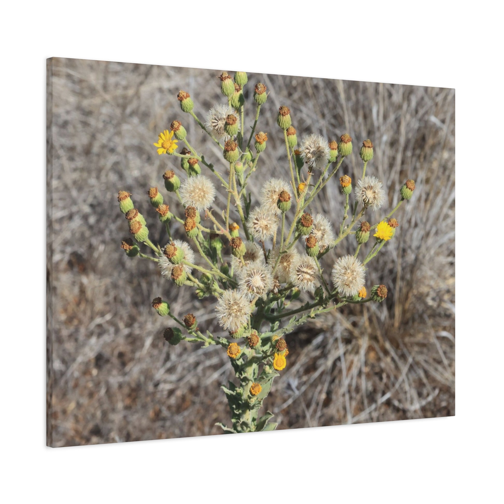 Whispers of the Dry Meadow - Unique Stretched Canvas Wall Art - Art By Earth