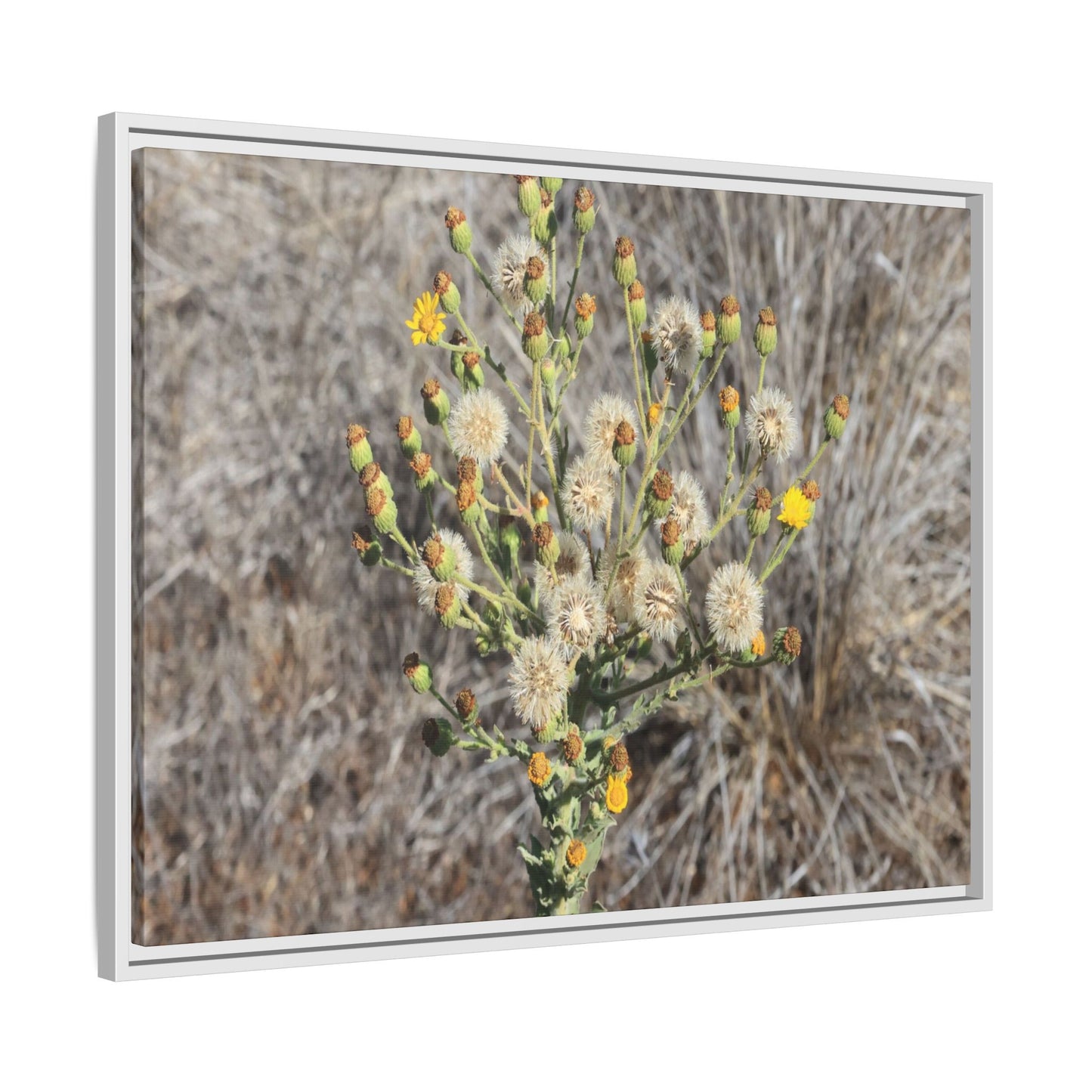 Whispers of the Dry Grass - Unique Stretched Canvas Wall Art - Art By Earth