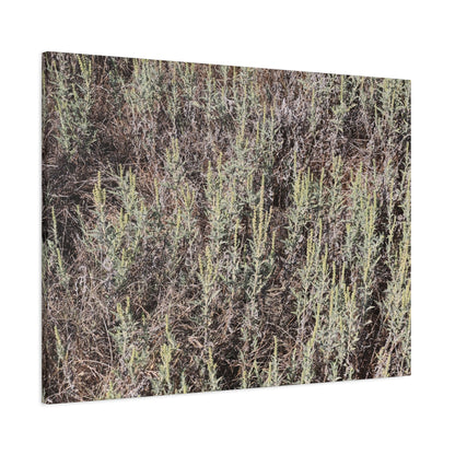 Whispers in the Sage - Unique Stretched Canvas Wall Art - Art By Earth