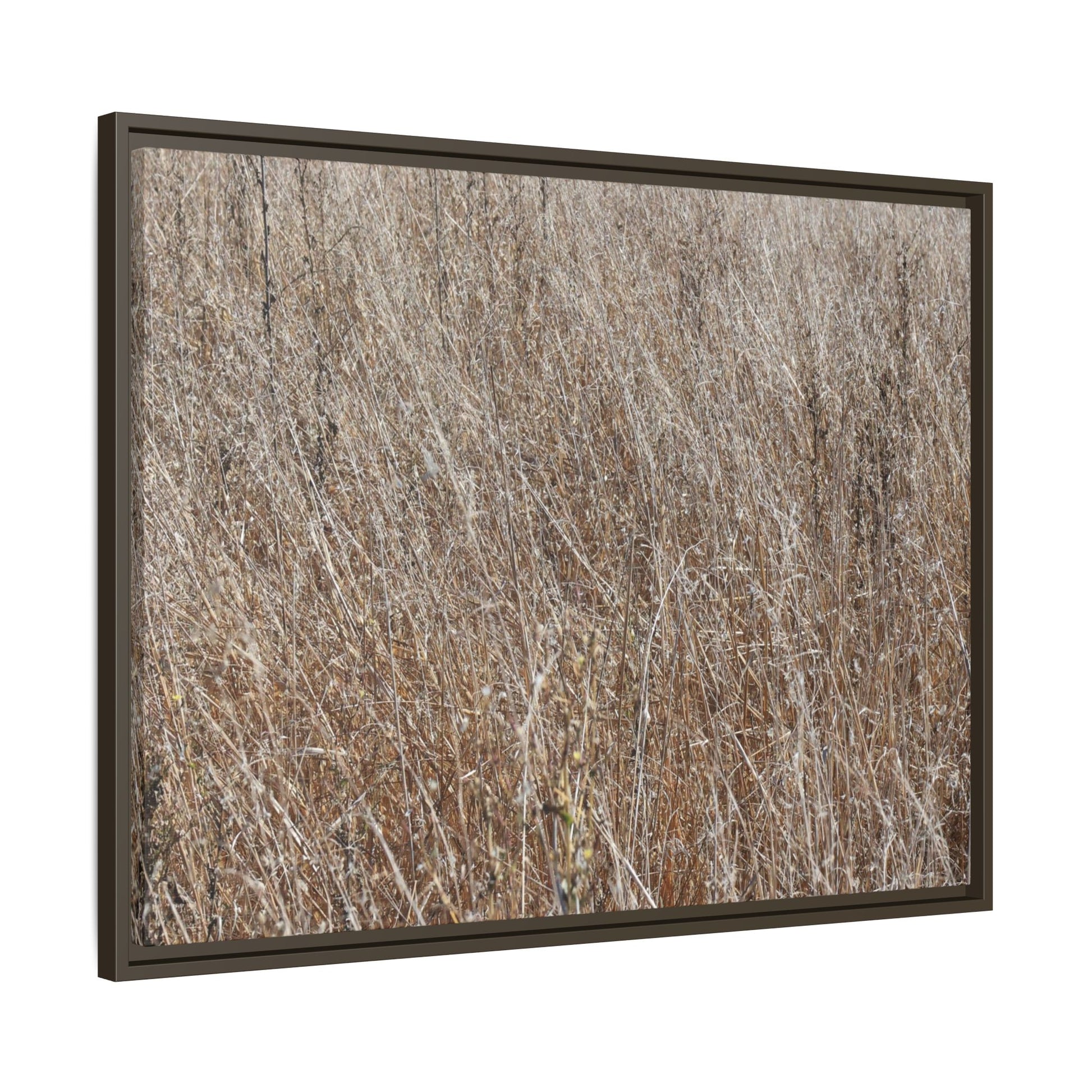 Dry Grass Symphony - Unique Stretched Canvas Wall Art - Art By Earth