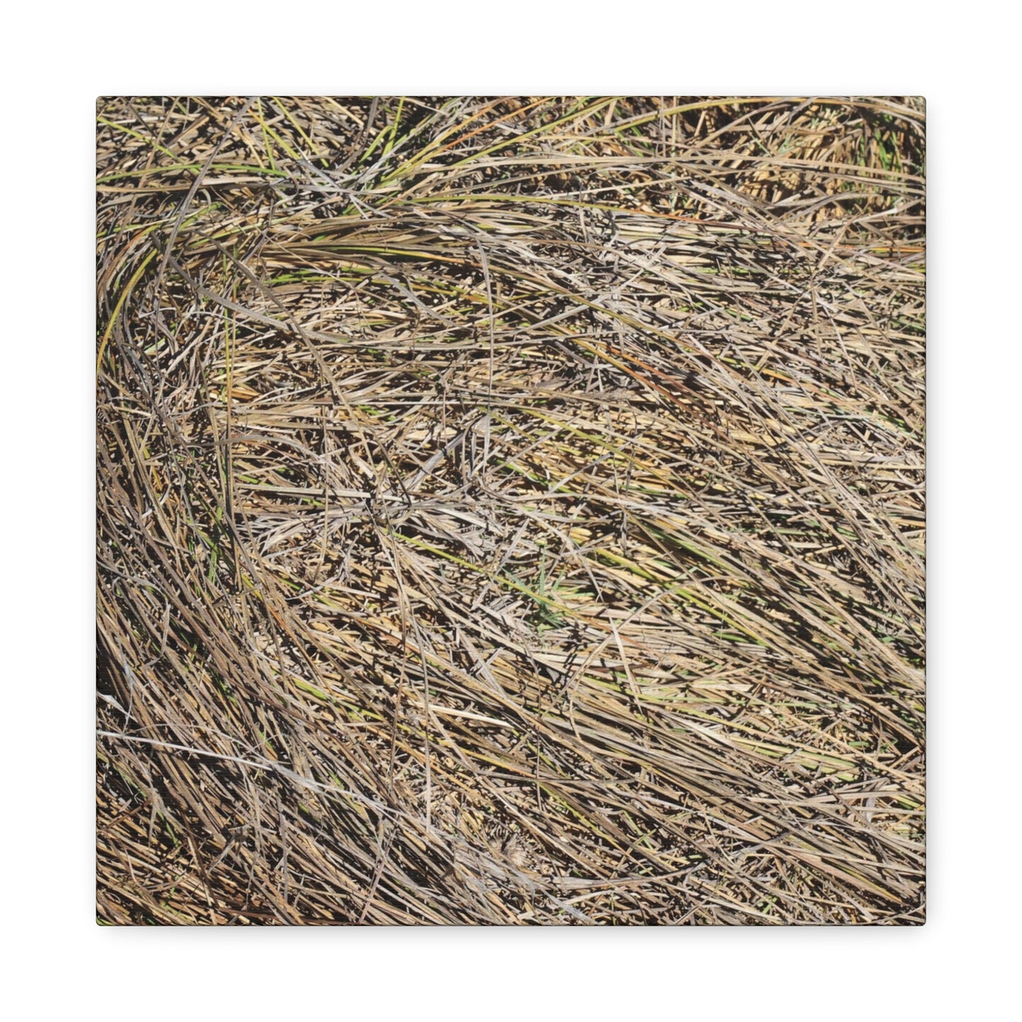 Tangled Hay - Unique Stretched Canvas Wall Art - Art By Earth