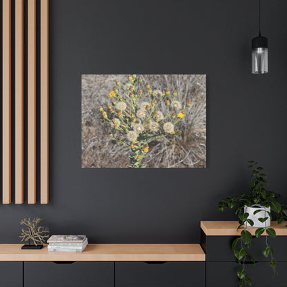 Whispers of the Dry Meadow - Unique Stretched Canvas Wall Art - Art By Earth