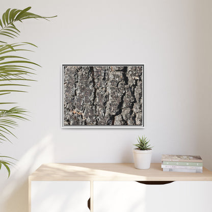 Bark Study in Gray - Unique Stretched Canvas Wall Art